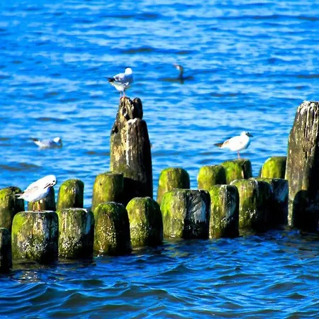 Bunk Comfortable * Heringsdorf (Usedom)